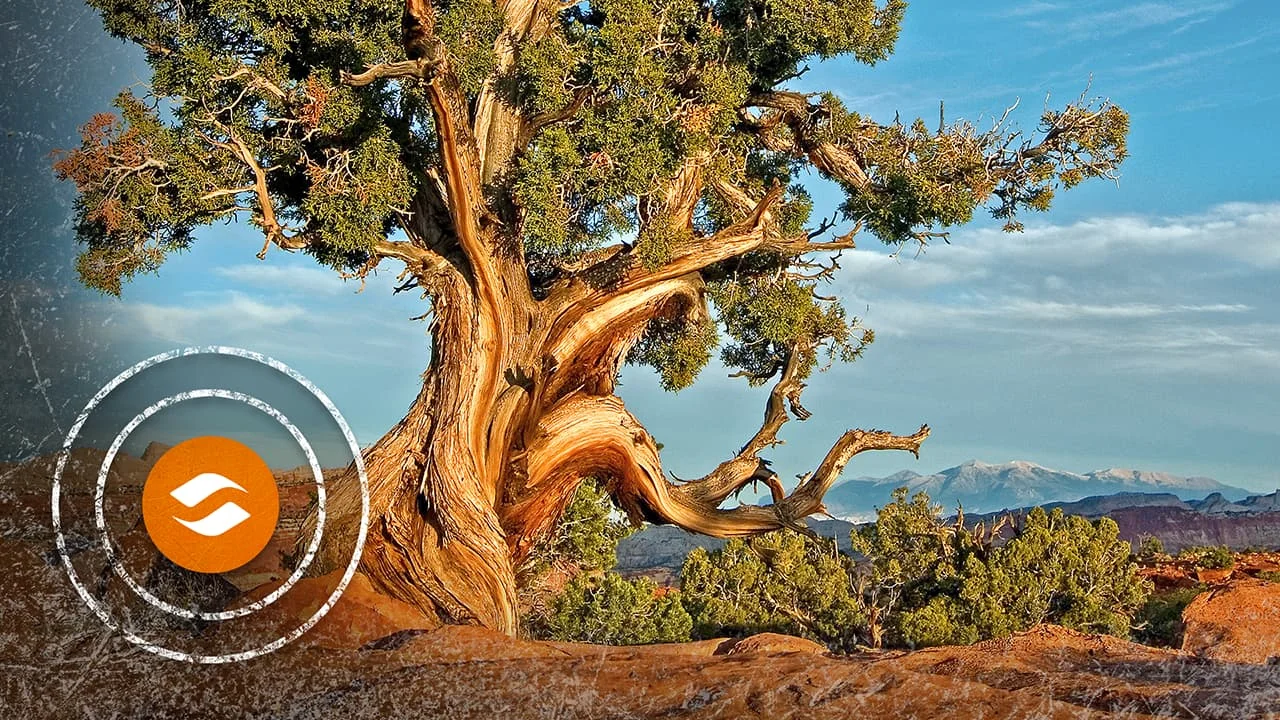 Discover Juniper Systems